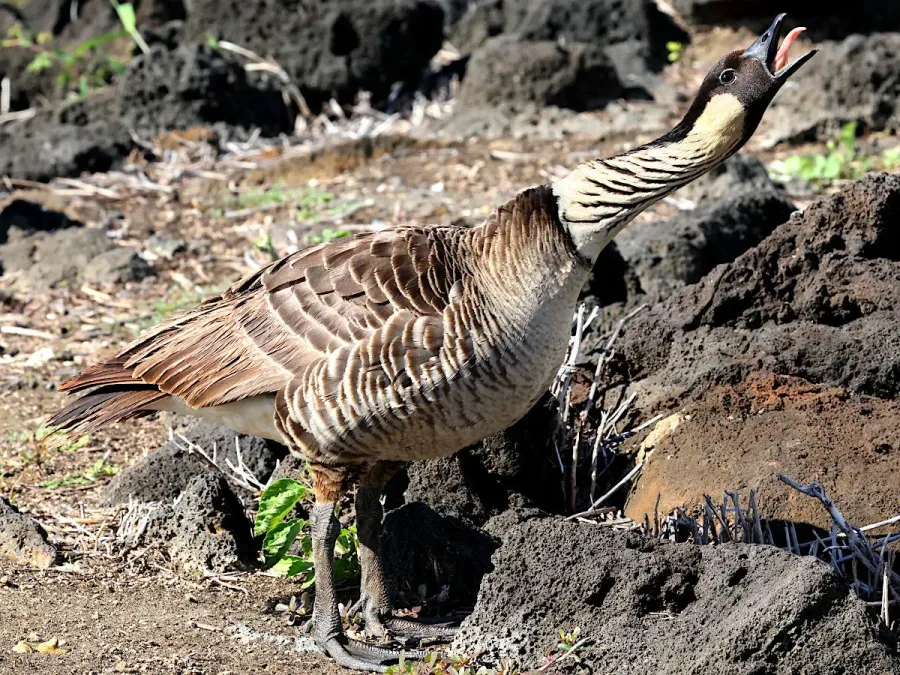 File:Branta sandvicensis-calling.jpg