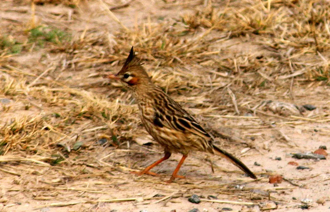 File:Lark-like brushrunner (Coryphistera alaudina).jpg