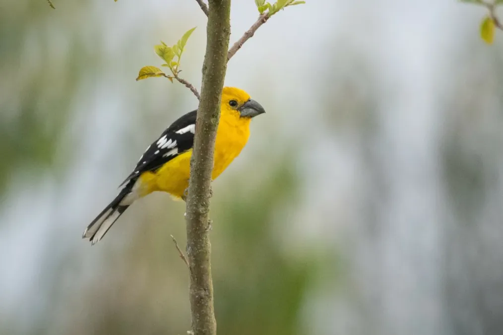 File:Pheucticus chrysogaster 339605033.jpg