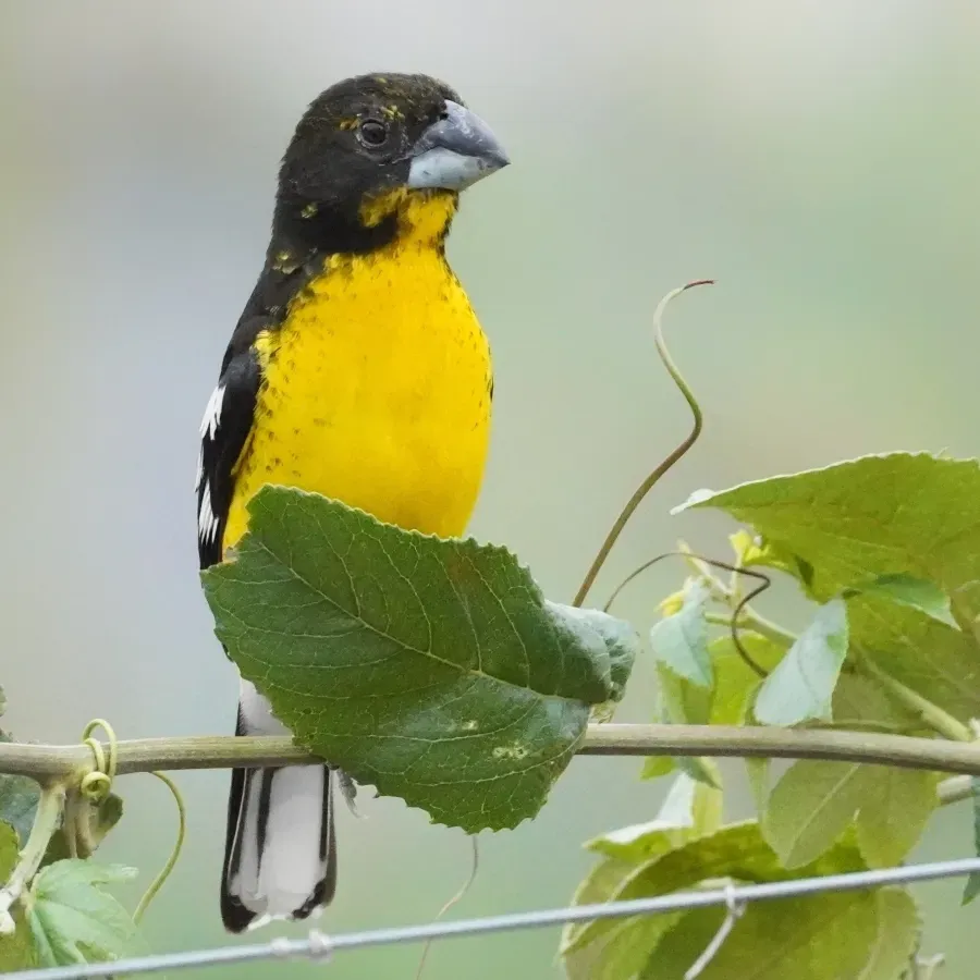 File:Pheucticus aureoventris 437212081.jpg