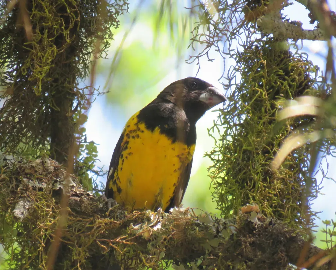 File:Pheucticus aureoventris 243942443.jpg