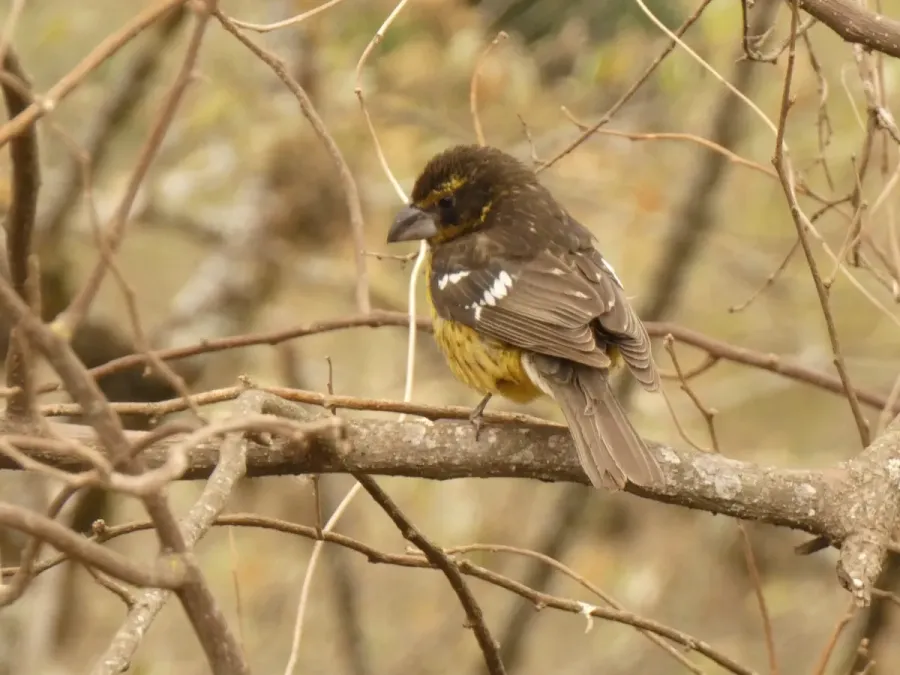File:Pheucticus aureoventris 237684433.jpg