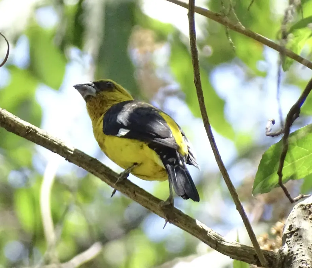 File:Pheucticus tibialis 368170943.jpg