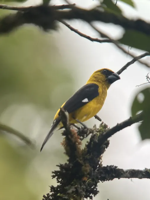 File:Pheucticus tibialis 361139817.jpg