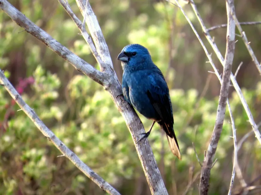 File:Cyanoloxia glaucocaerulea 34442513.jpg