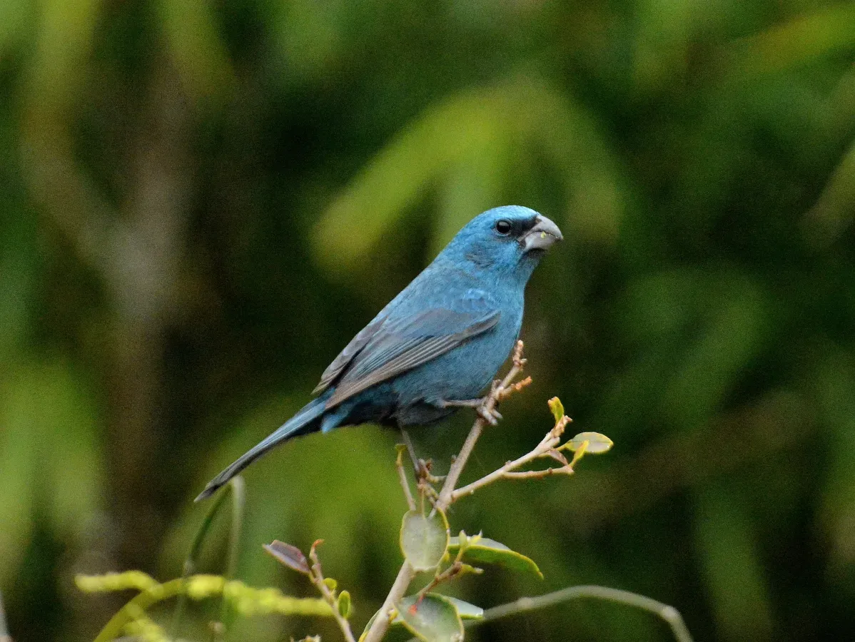 File:Cyanoloxia glaucocaerulea 410451311.jpg