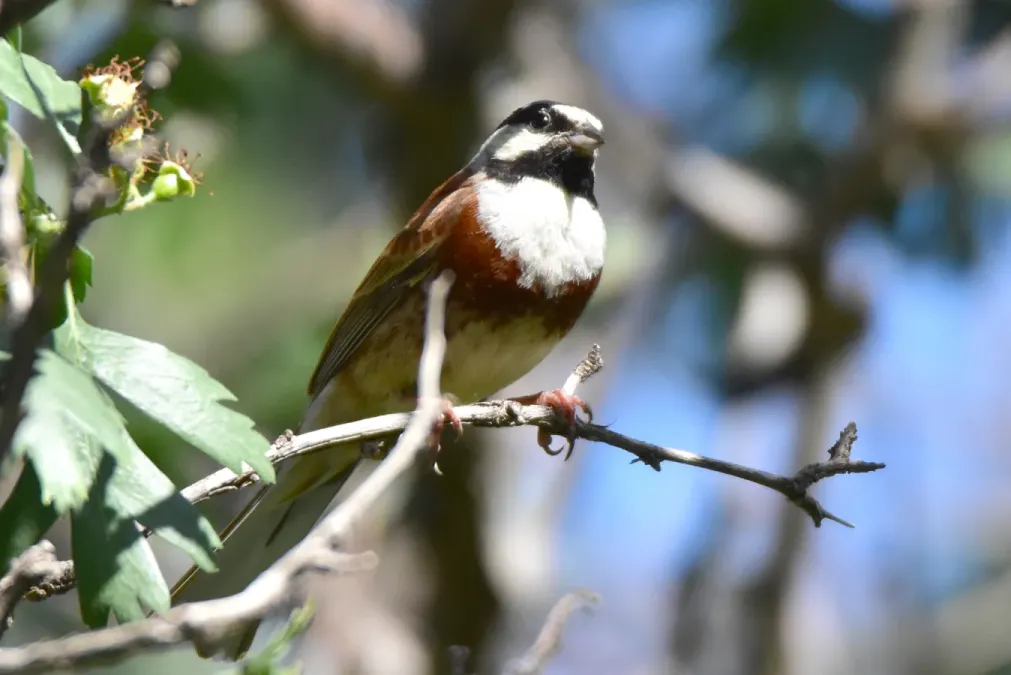 File:Emberiza stewarti 208189445.jpg