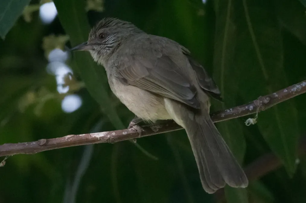 File:Pycnonotus blanfordi - William Stephens - 63647259.jpeg