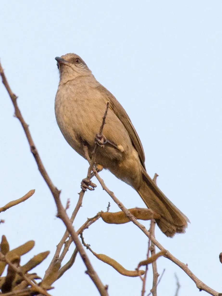 File:Pycnonotus blanfordi - William Stephens - 63644295.jpeg