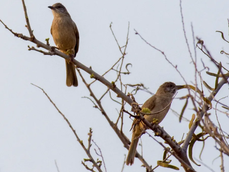 File:Pycnonotus blanfordi - William Stephens - 63644319.jpeg