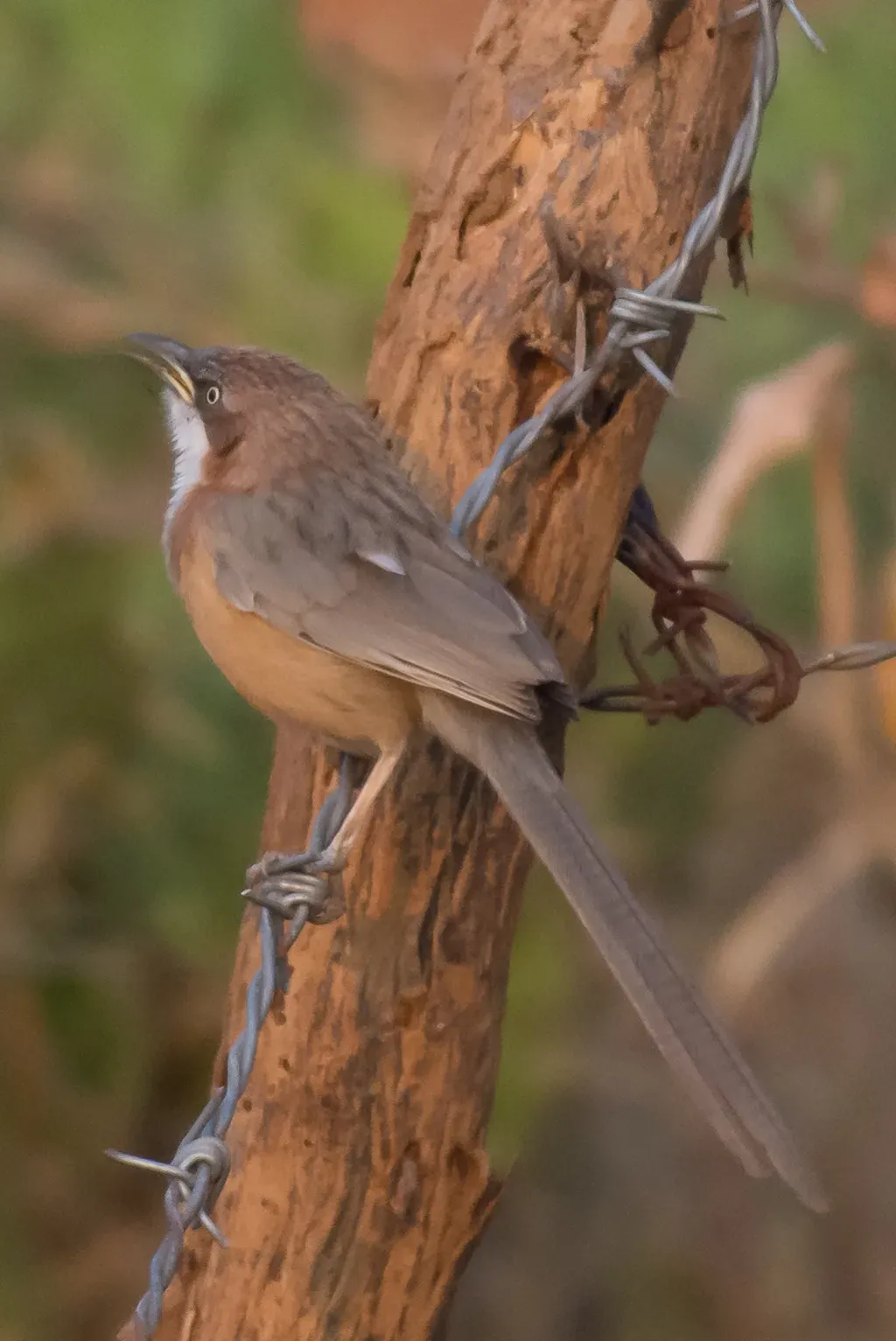File:Argya gularis 63647208.jpg