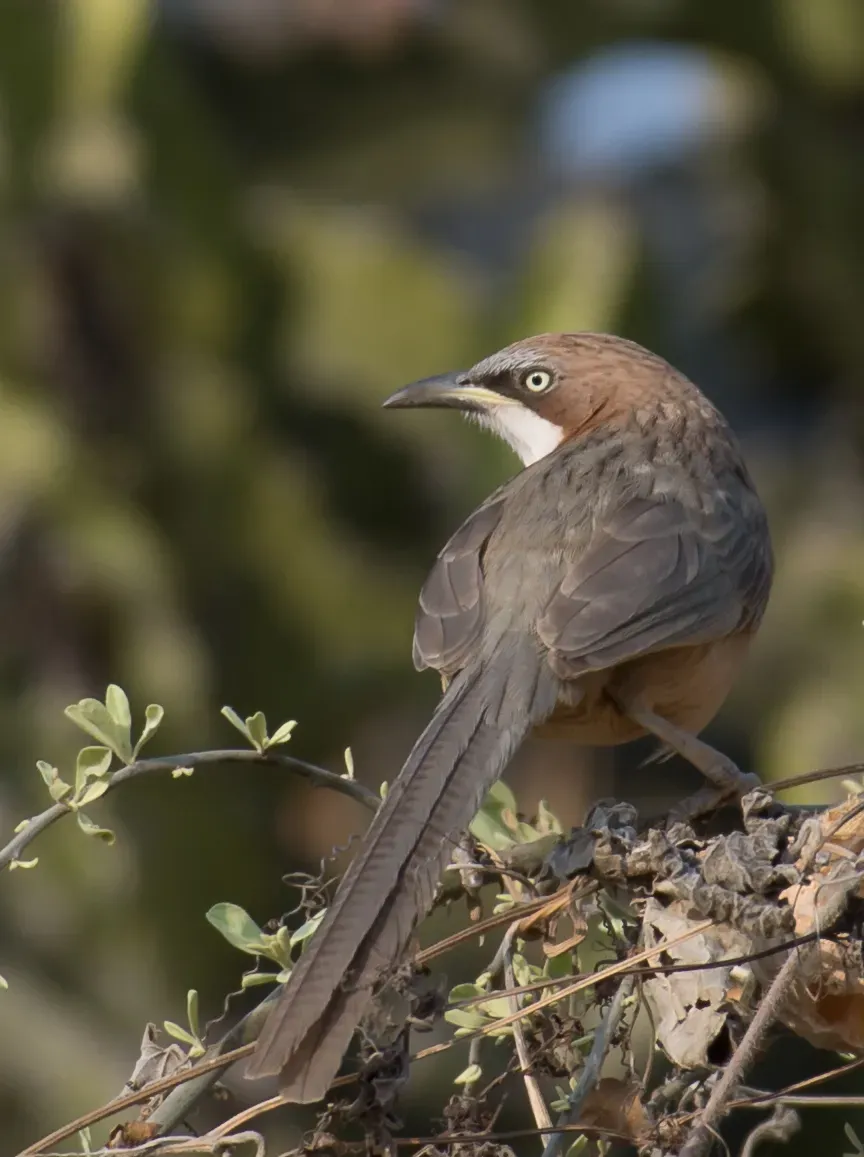 File:Argya gularis 63647061.jpg