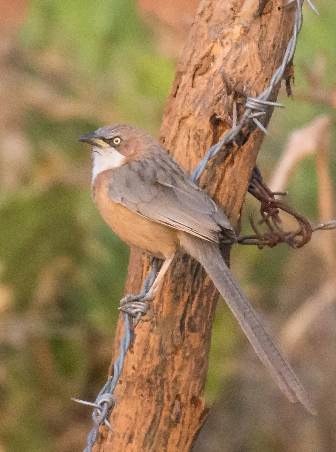 File:Argya gularis 63647209.jpg
