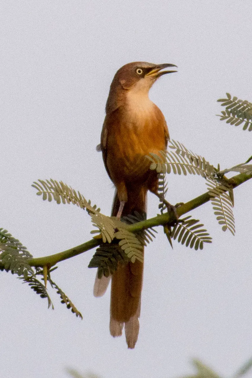 File:Argya gularis 63644309.jpg