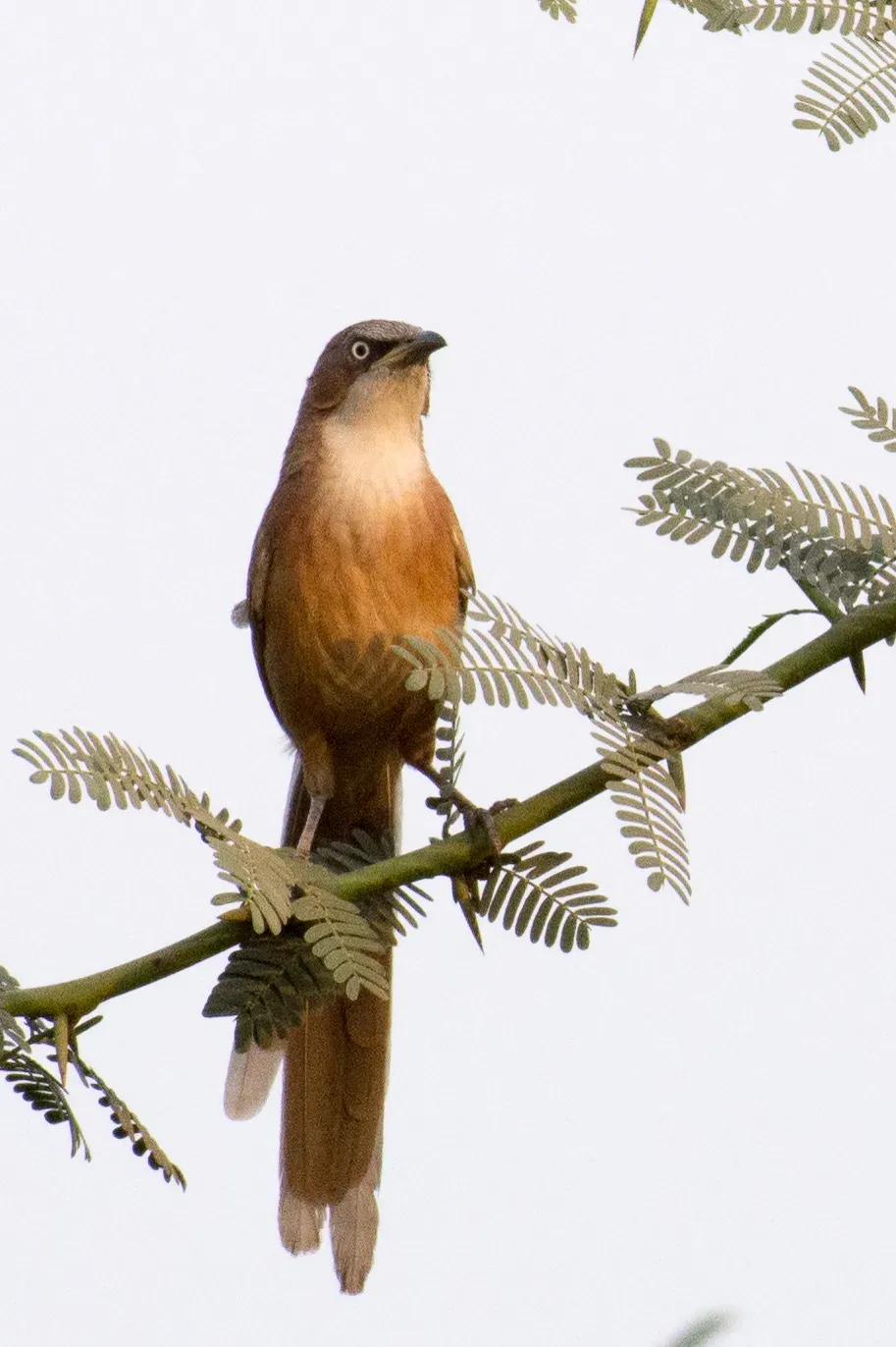 File:Argya gularis 63644297.jpg
