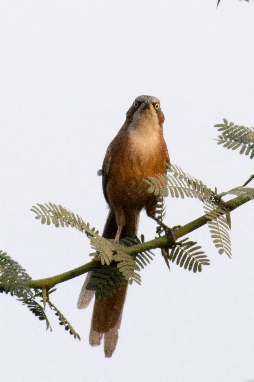 File:Argya gularis 63644299.jpg