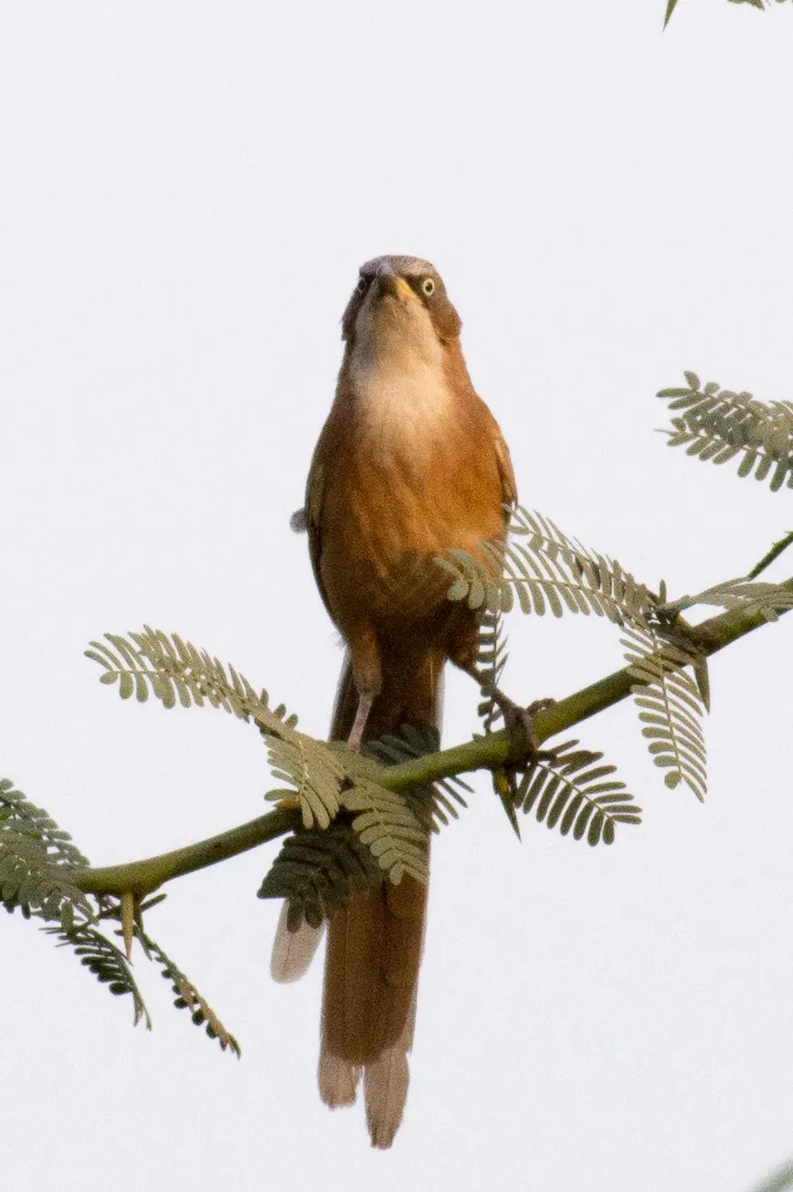 File:Argya gularis 63644304.jpg