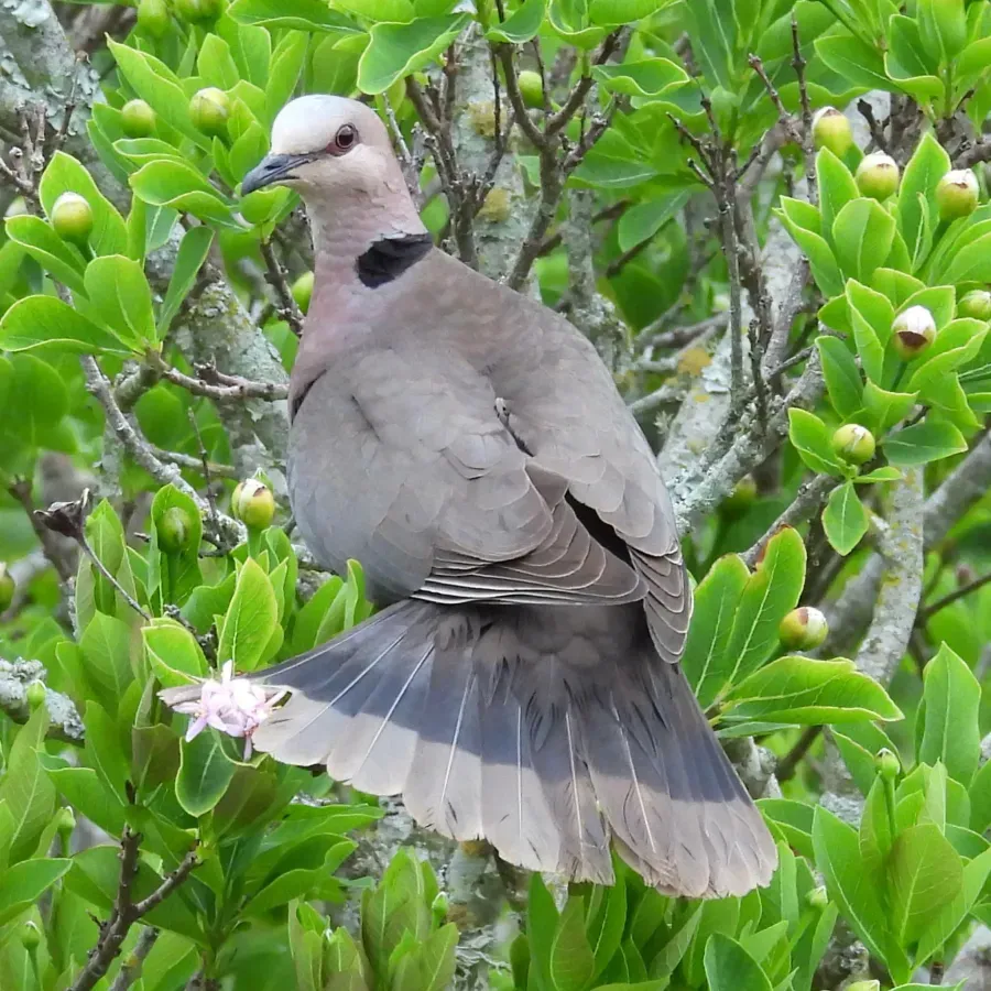 File:Streptopelia semitorquata - Henry de Lange - 466122954.jpeg