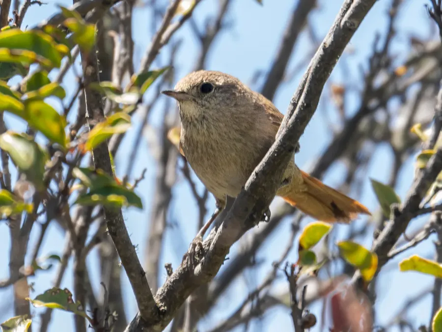 File:Asthenes pyrrholeuca Sharp-billed Canastero; San Martín de los Andes, Neuquén, Argentina.jpg