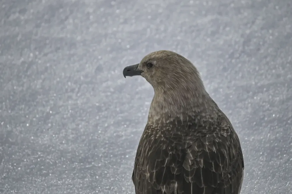 File:Stercorarius maccormicki - Алексей Логинов - 465080580.jpeg