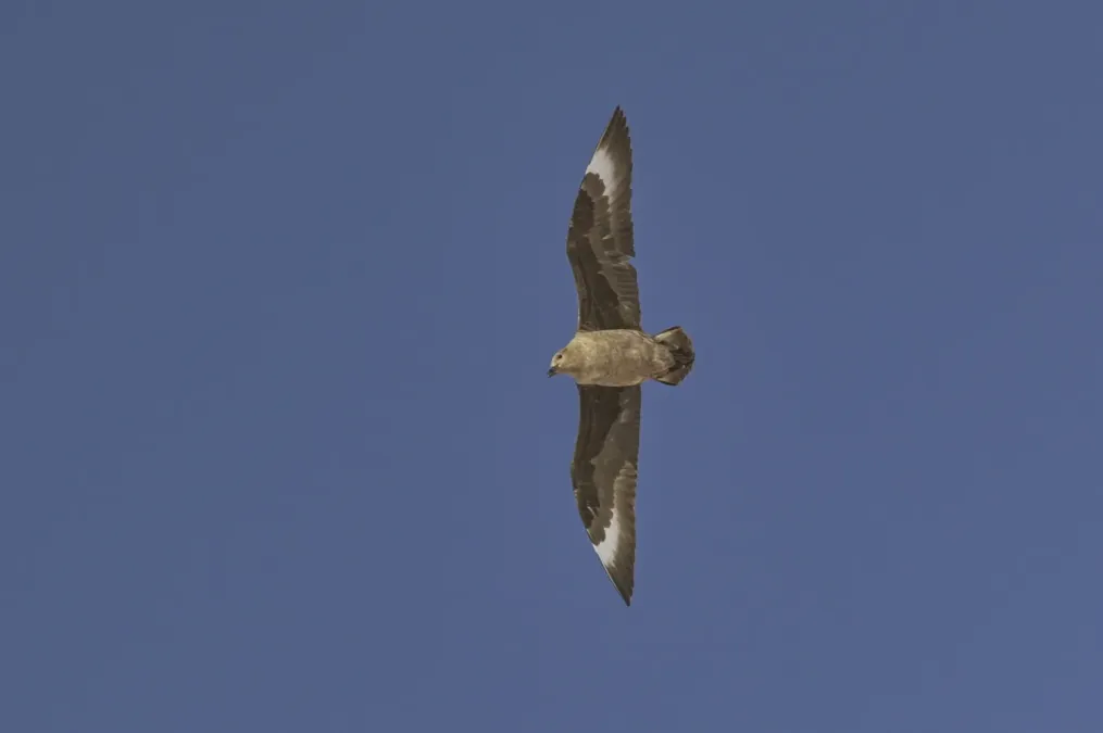 File:Stercorarius maccormicki - Алексей Логинов - 464636986.jpeg