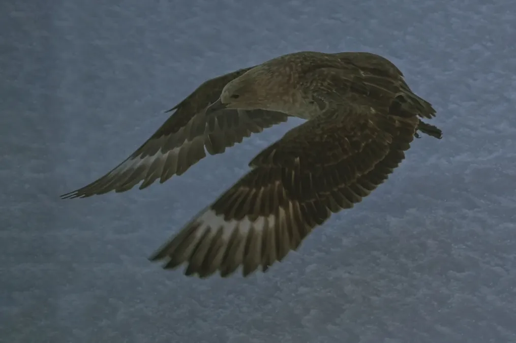 File:Stercorarius maccormicki - Алексей Логинов - 464637352.jpeg