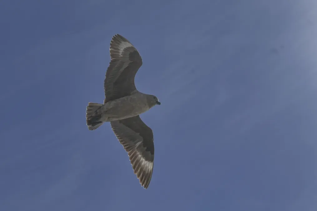 File:Stercorarius maccormicki - Алексей Логинов - 464637571.jpeg