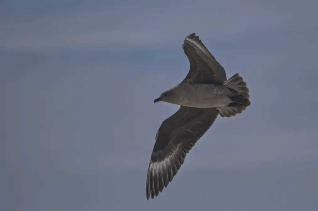 File:Stercorarius maccormicki - Алексей Логинов - 464632338.jpeg