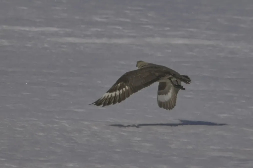 File:Stercorarius maccormicki - Алексей Логинов - 464632623.jpeg