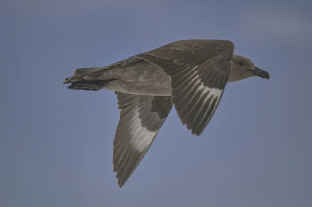 File:Stercorarius maccormicki - Алексей Логинов - 465082087.jpeg