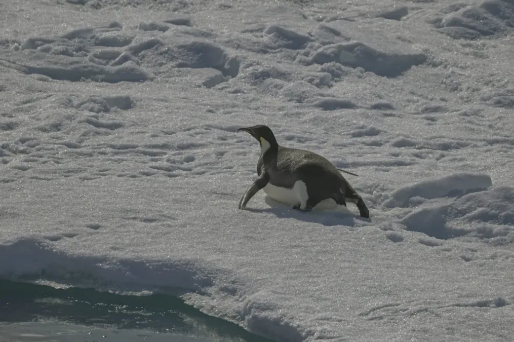 File:Aptenodytes forsteri - Алексей Логинов - 465113420.jpeg