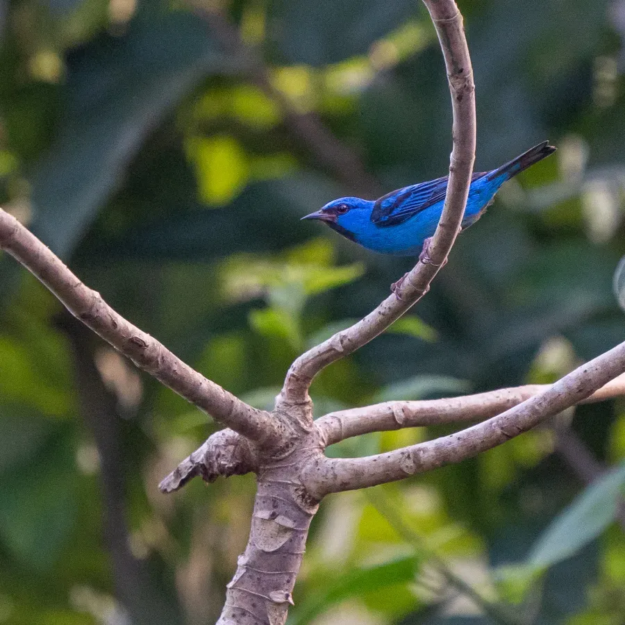 File:Dacnis cayana - Anthony Batista - 465439936.jpeg