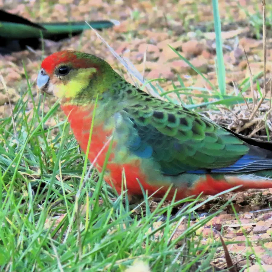 File:Platycercus icterotis 332847560.jpg