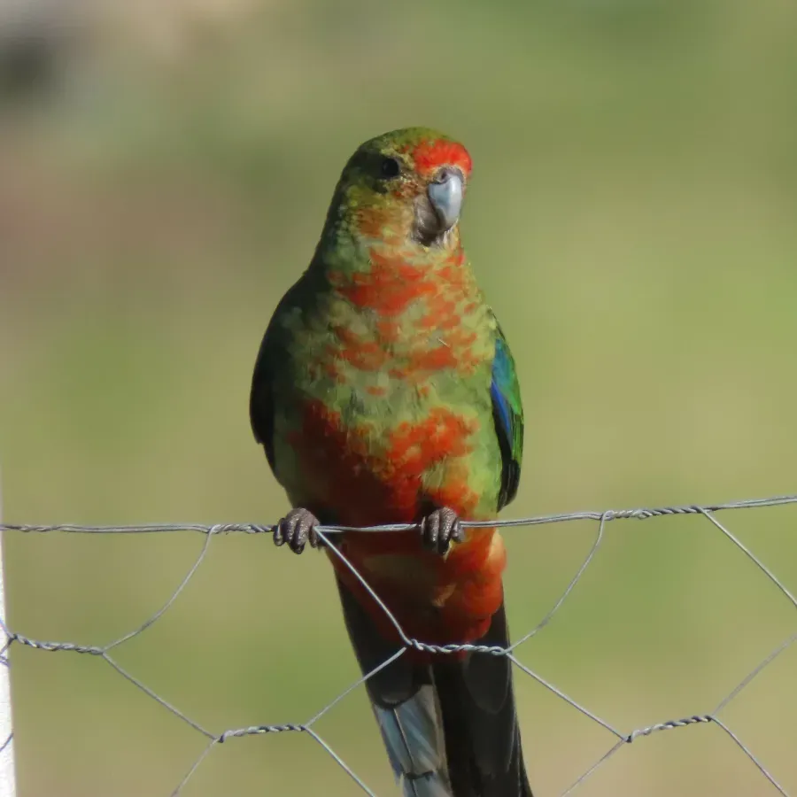 File:Platycercus icterotis 332833290.jpg