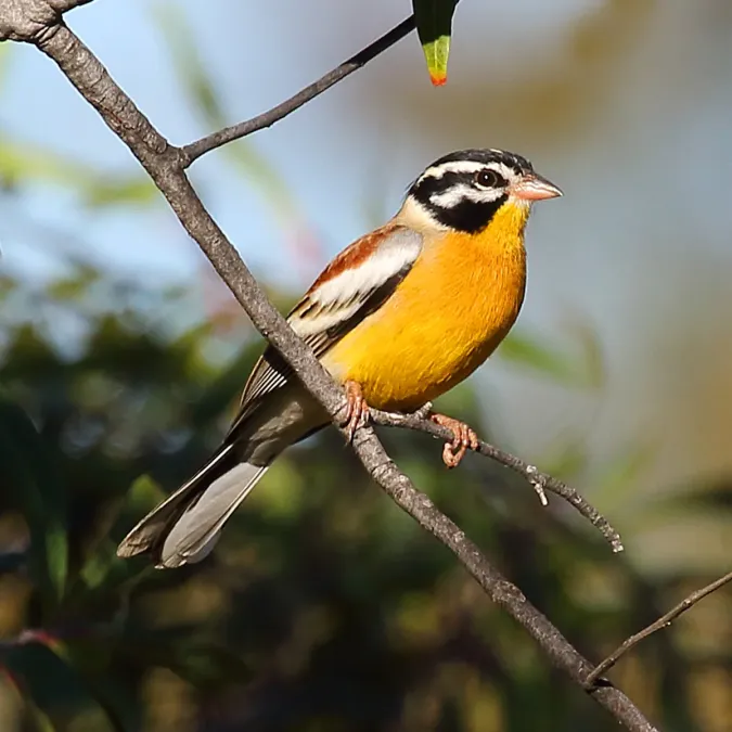 File:Emberiza flaviventris 463438824.jpg