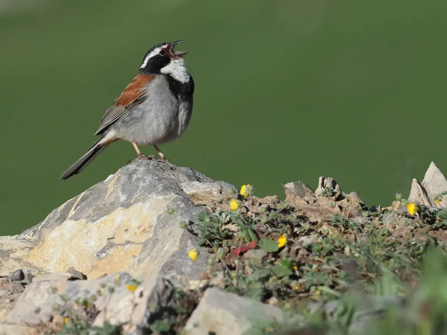File:Emberiza koslowi 367800225.jpg