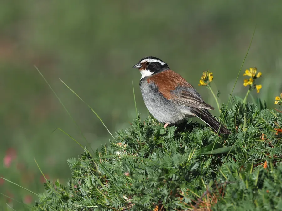 File:Emberiza koslowi 367800234.jpg