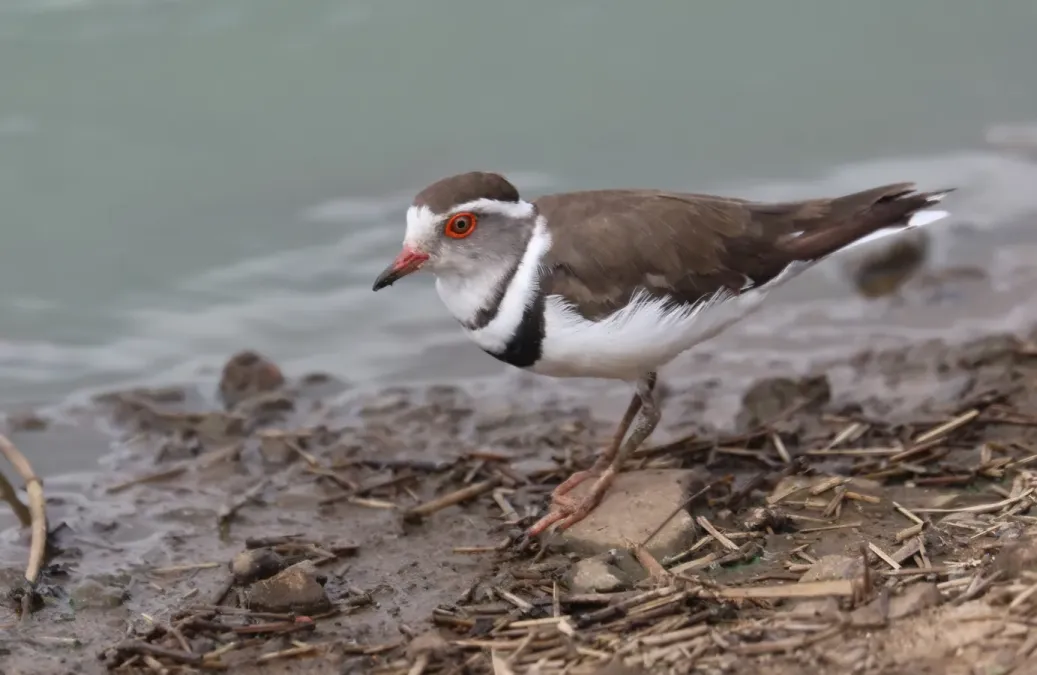 File:Dreibandregenpfeifer (Thinornis tricollaris tricollaris) in Uganda.jpg