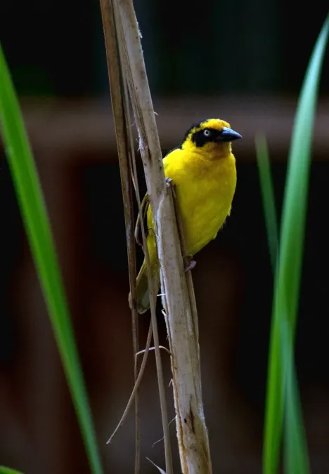 File:Ploceus baglafecht -Ngorongoro, Tanzania -male-8.jpg