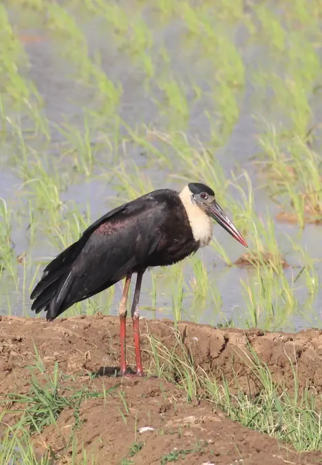 File:Asian woolly-necked stork or Asian woollyneck (Ciconia episcopus).jpg