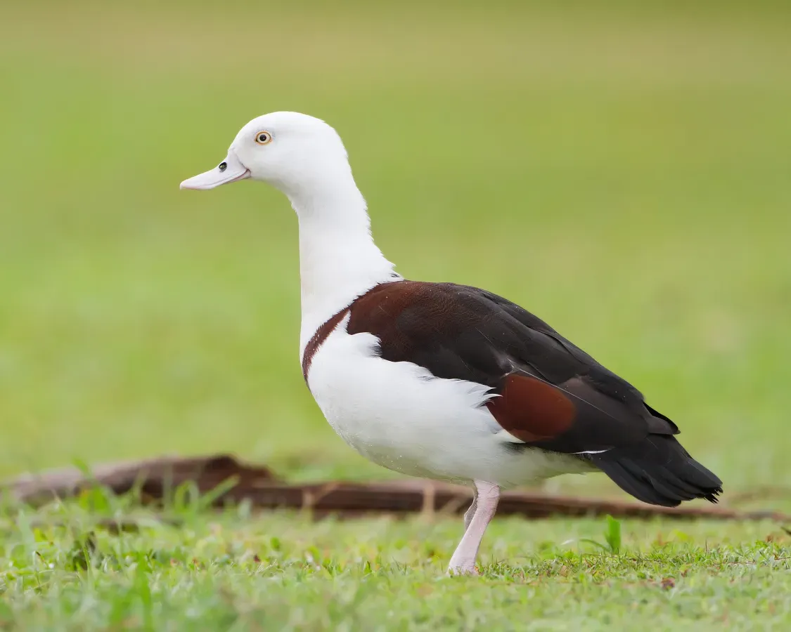 File:Tadorna radjah - Centenary Lakes crop.jpg