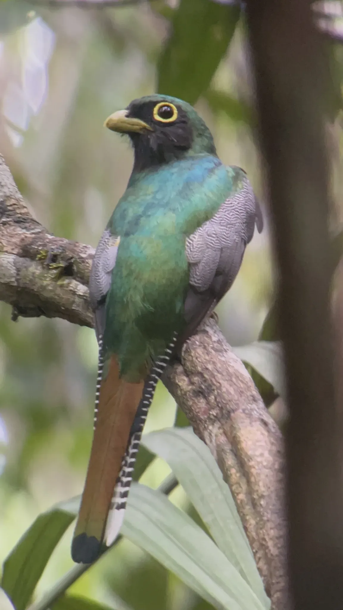 File:Trogon rufus 243951943.jpg