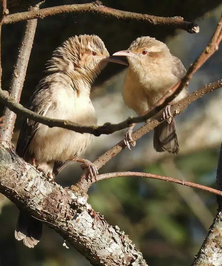 File:Campylorhynchus turdinus 436557048.jpg