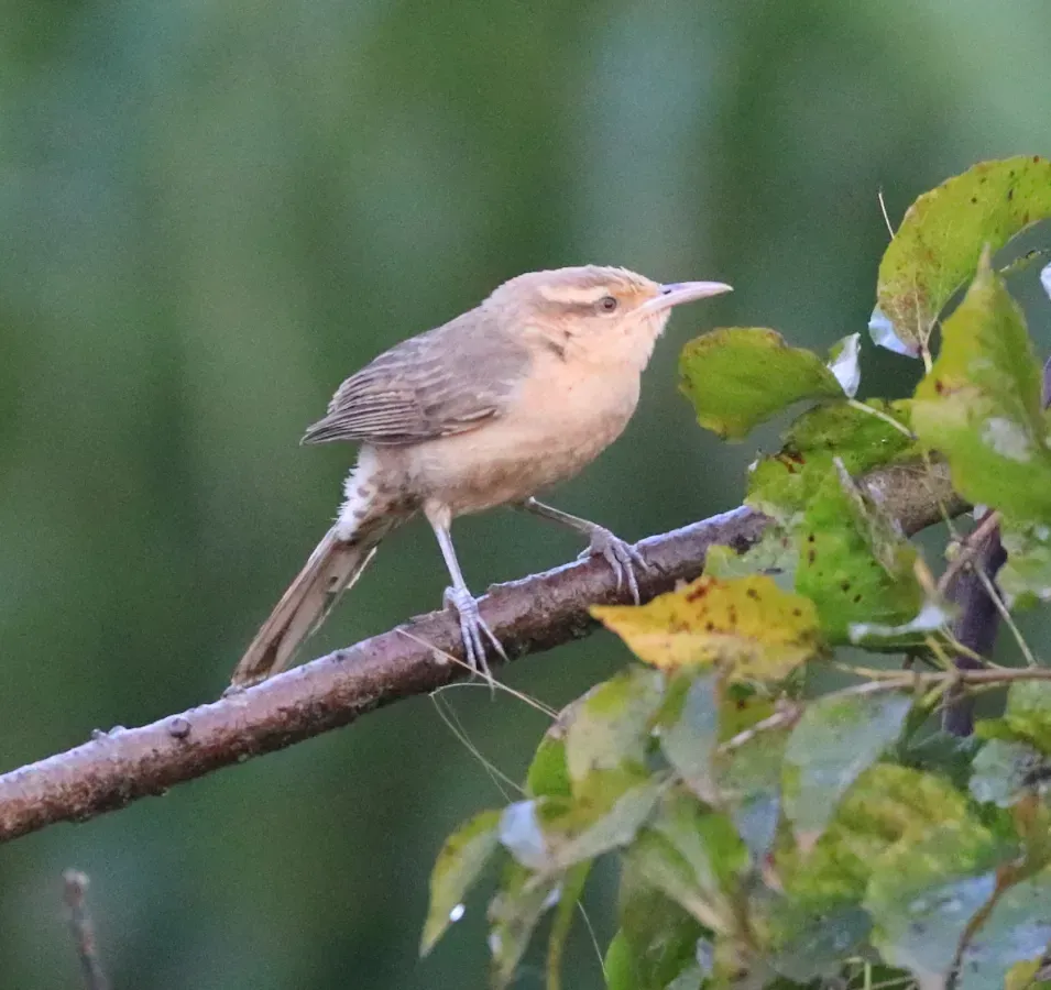 File:Campylorhynchus turdinus 426893863.jpg
