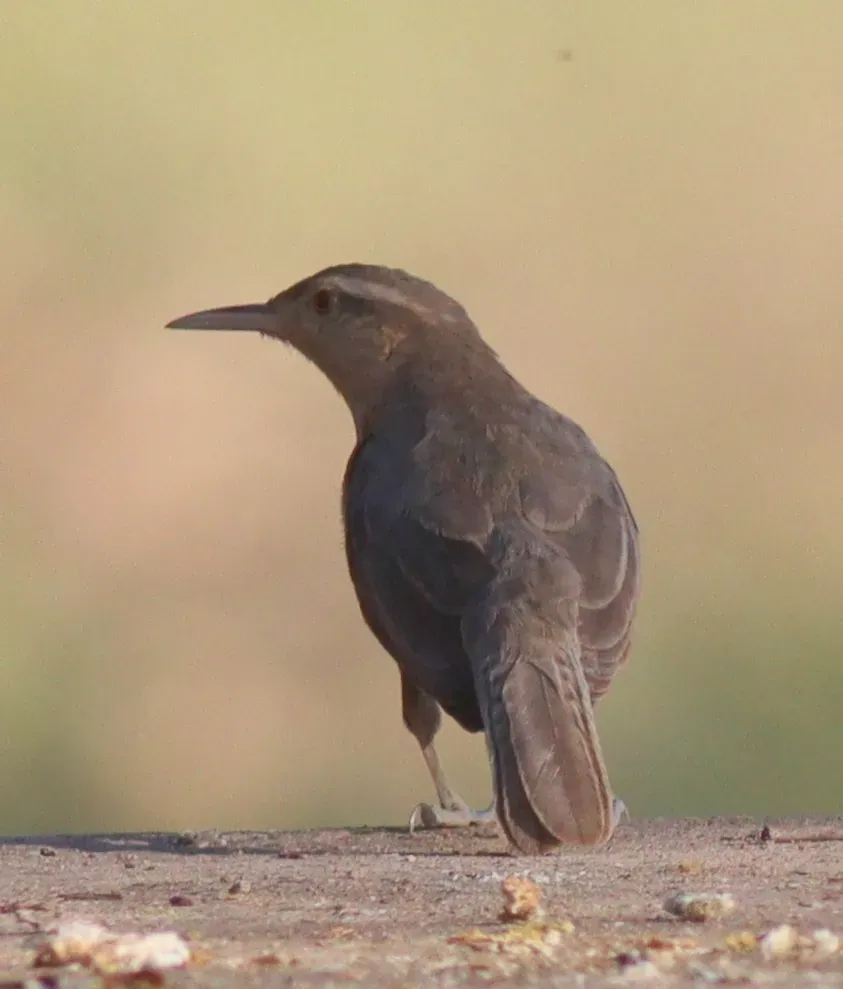 File:Campylorhynchus turdinus 287605034.jpg