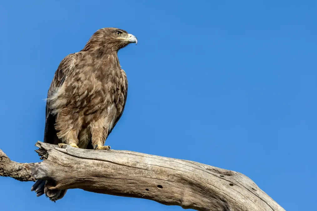 File:Tawny eagle (Aquila rapax).jpg