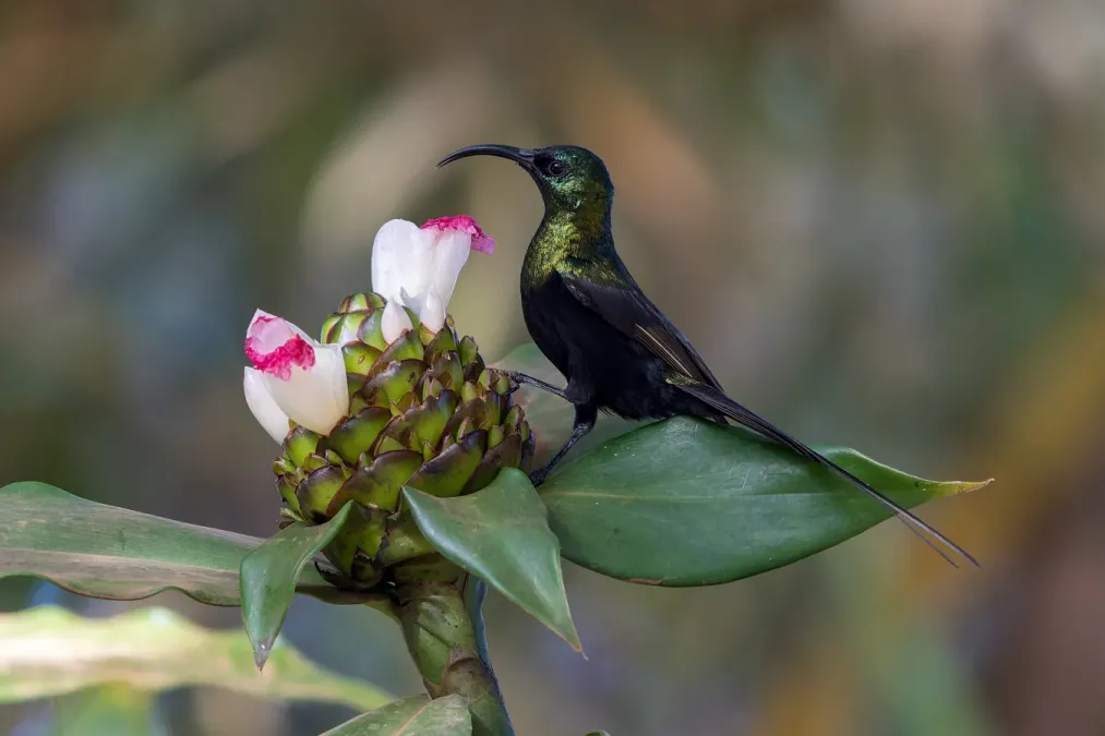File:Bronze sunbird (Nectarinia kilimensis).jpg