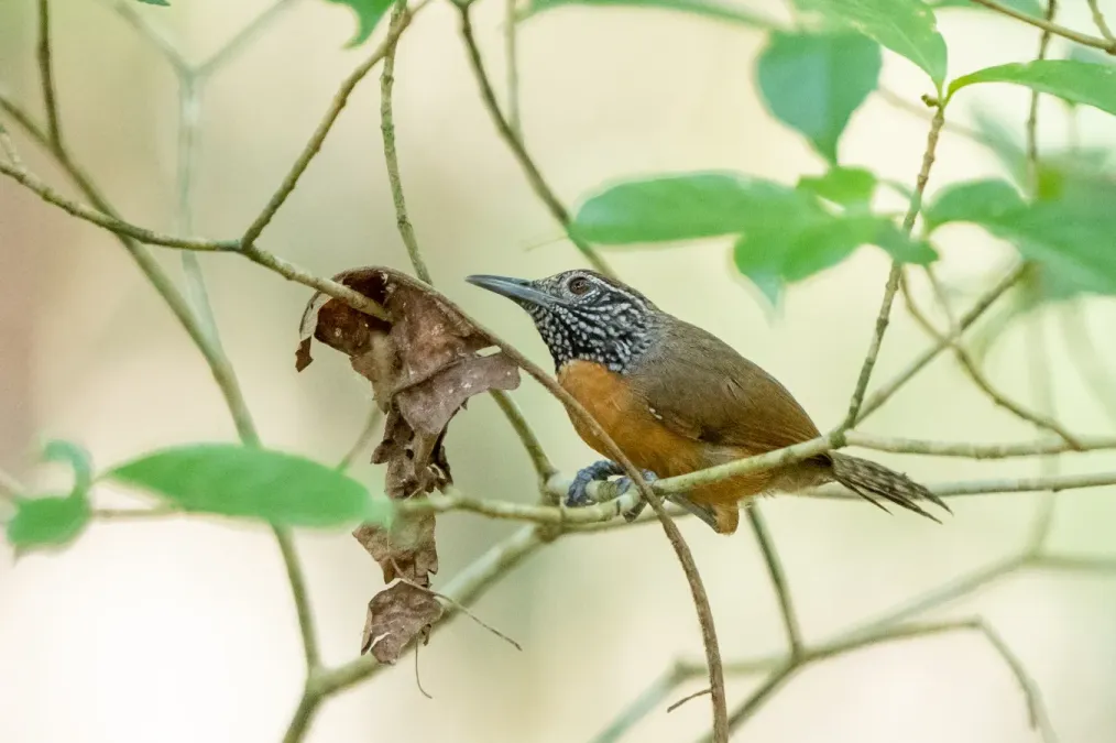 File:Pheugopedius rutilus 268612649.jpg