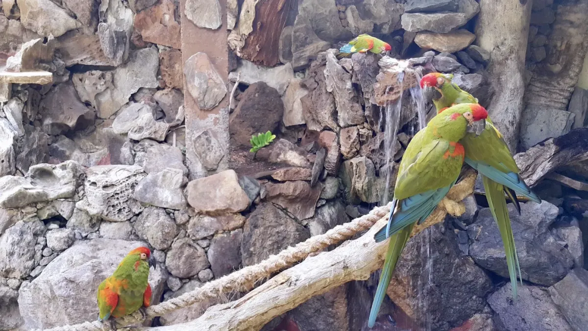 File:Red-fronted macaw, Ara rubrogenys.jpg