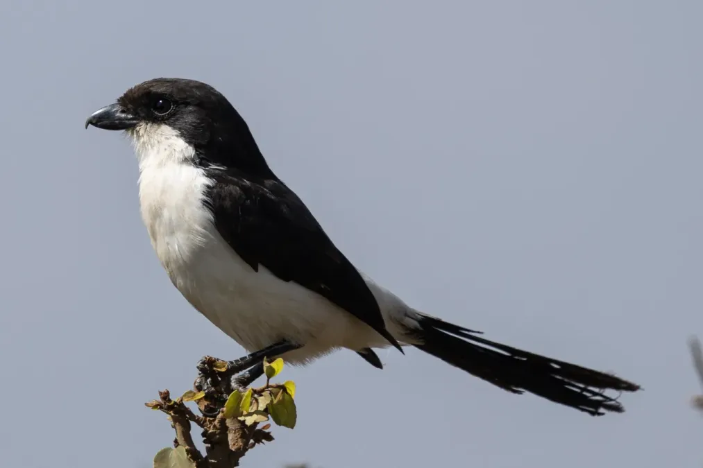 File:Long-tailed fiscal (Lanius cabanisi).jpg